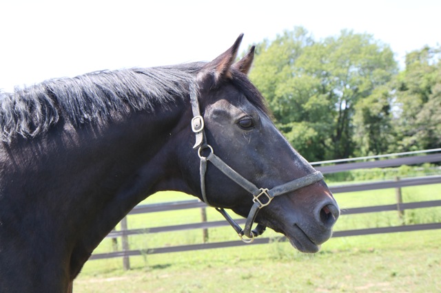 7,220 Horse Front View Stock Photos - Free & Royalty-Free Stock Photos from  Dreamstime